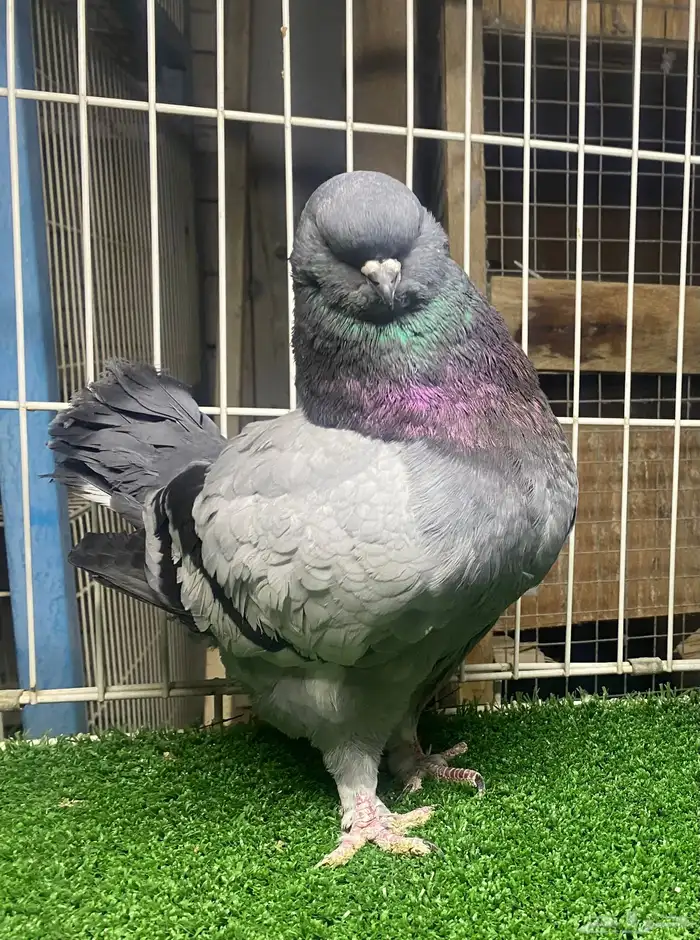 كنق مودينا 1