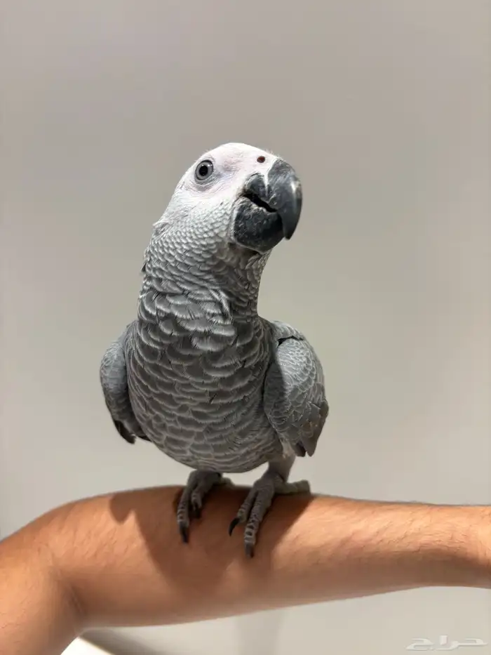 بغبغان كاسكو سوبر جامبو أليف وهدد وبداية كلام 1