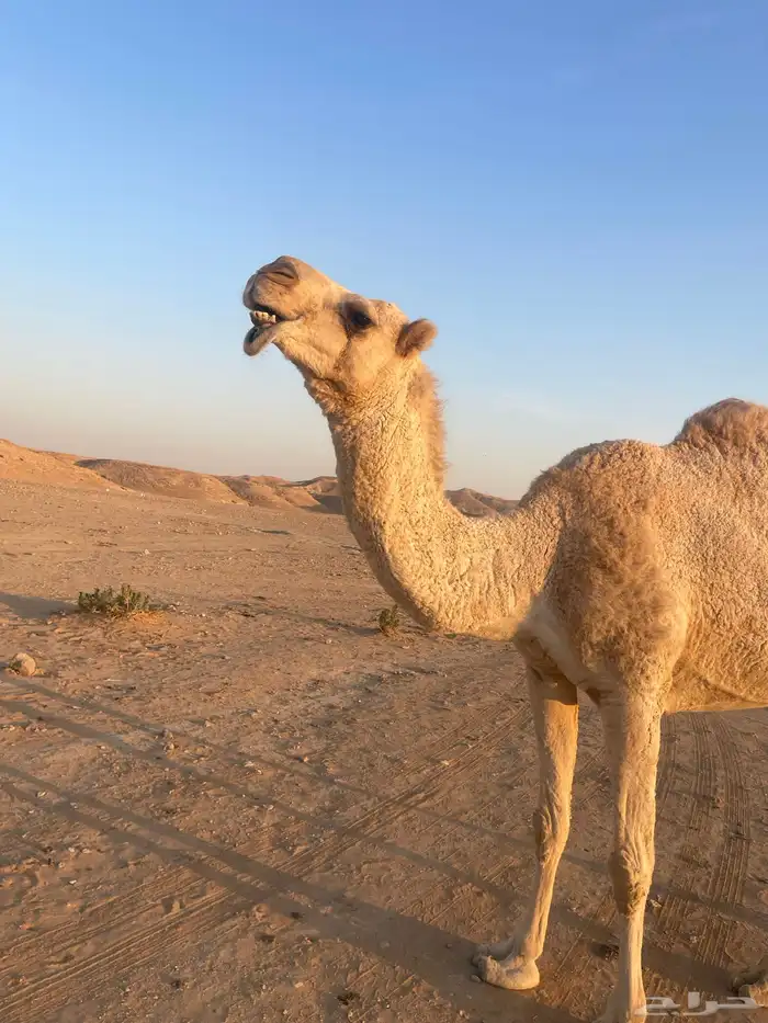 ضروبة للبيع 3