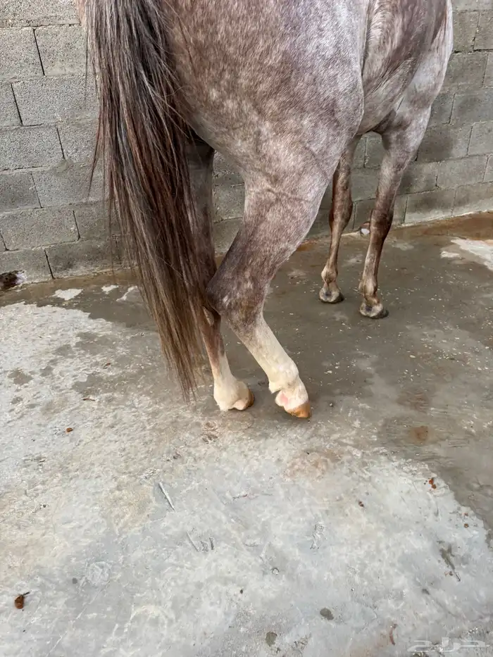 حصان صرعة عربي اصيل ابن مستند الخالدية 1