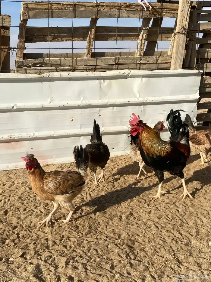 دجاج بلدي للبيع 0
