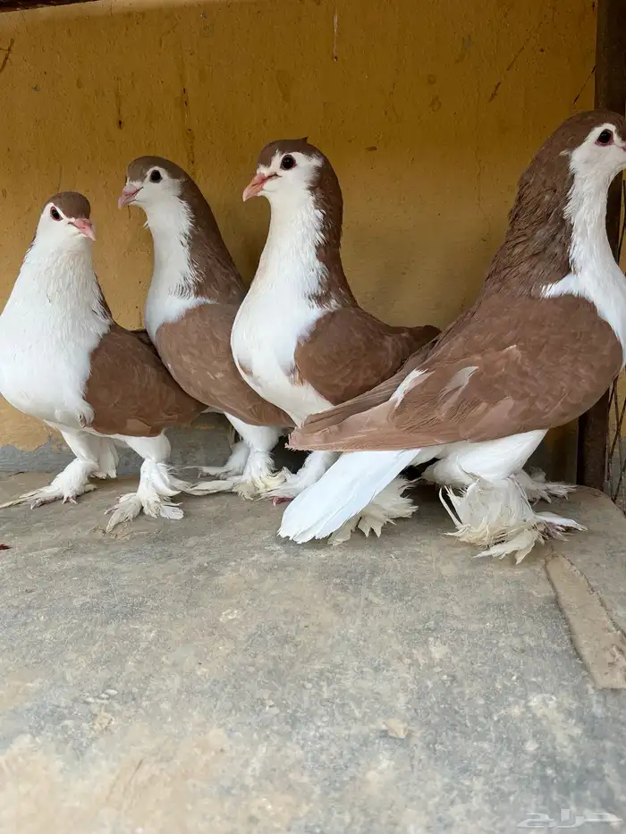 اجواز شيرازي وشغل بخاره 4