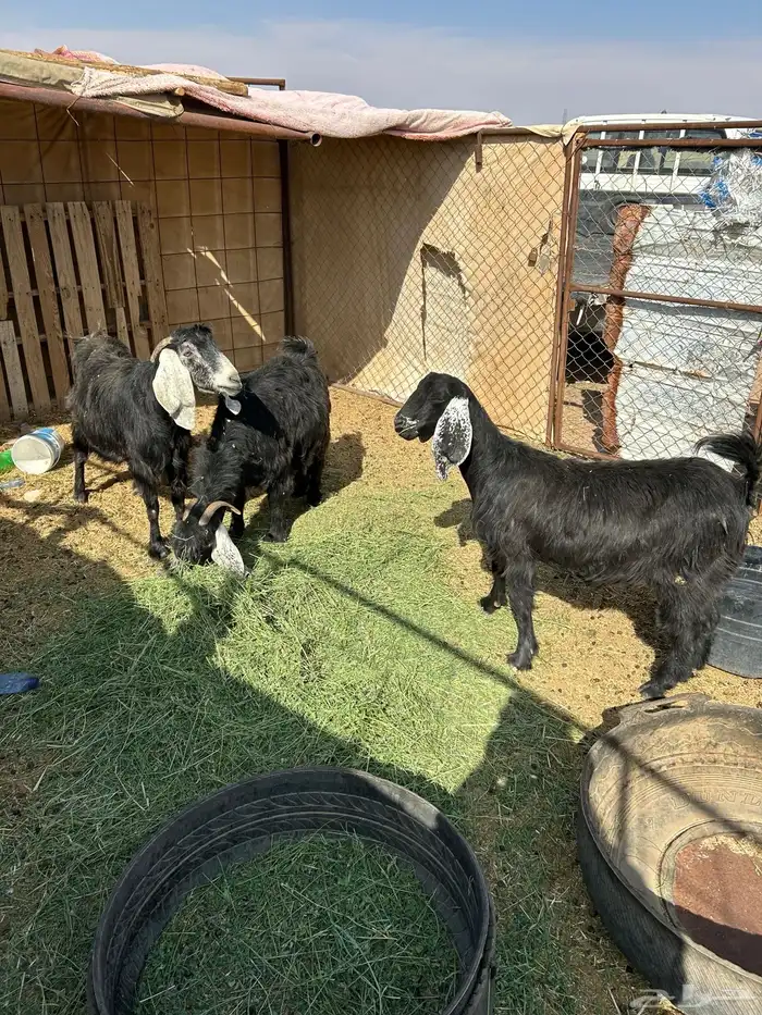 معزا دفعع تبي تولد واصل 1