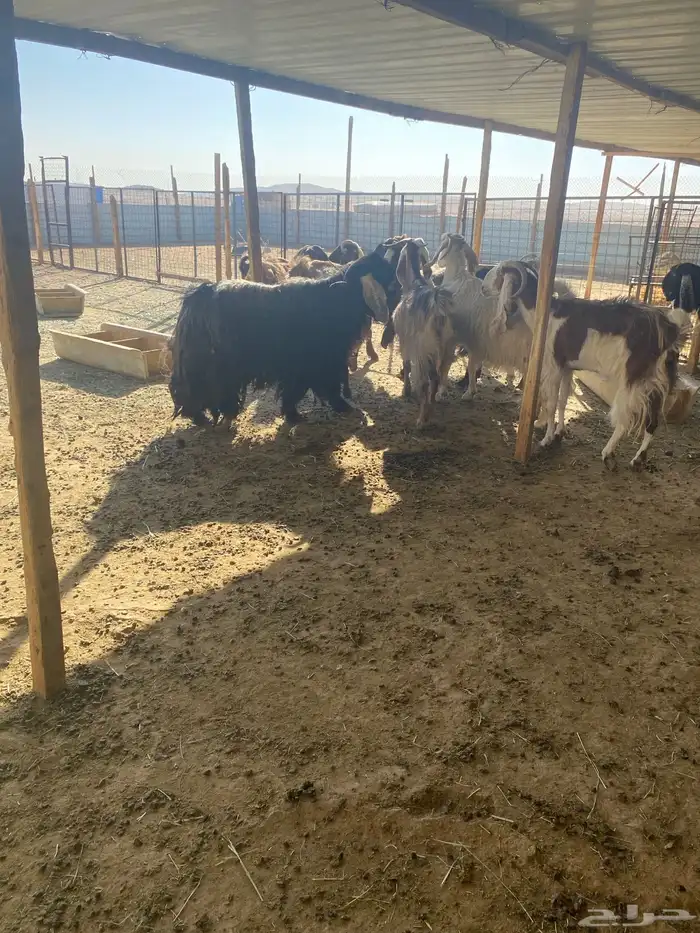 معزي دفيع حصيب العدد 11 بلفحل مشاريك 3