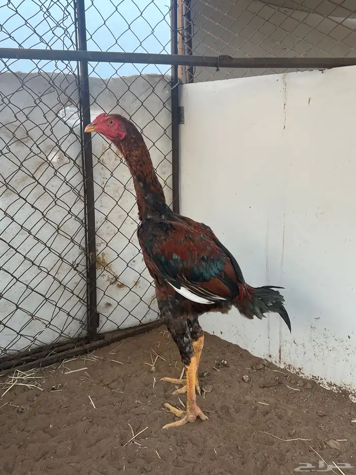 2 ديوك سندي 1