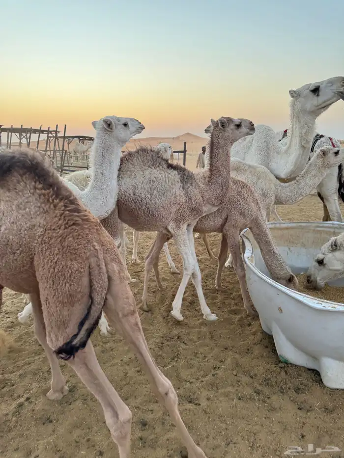 بيع حواشي وبكار 4