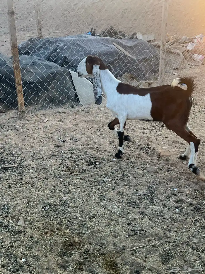 عنز دافع وثنية 3