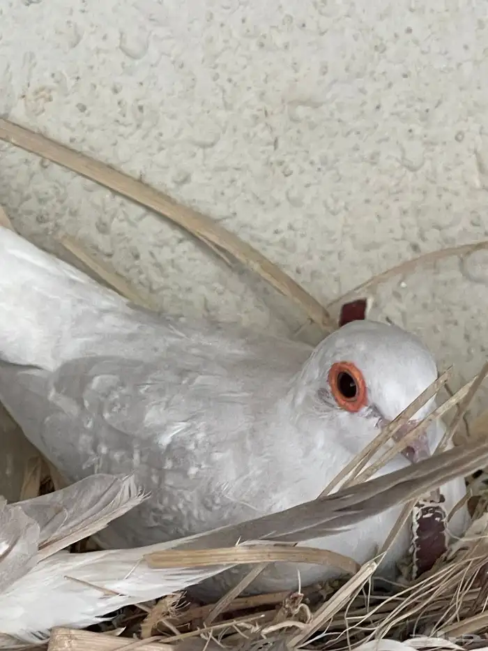 حمام يمام ماسي ملكي 22