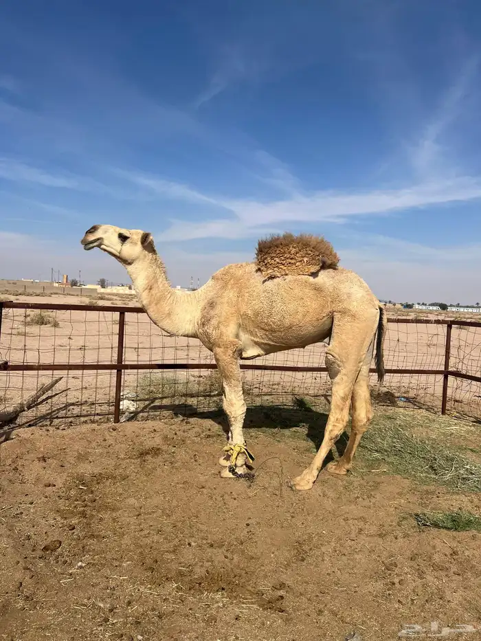 بعير باتلي 0