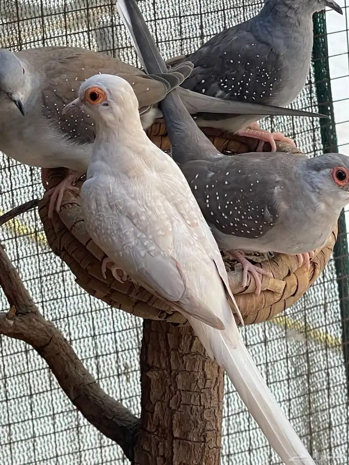 حمام يمام ماسي ملكي 20