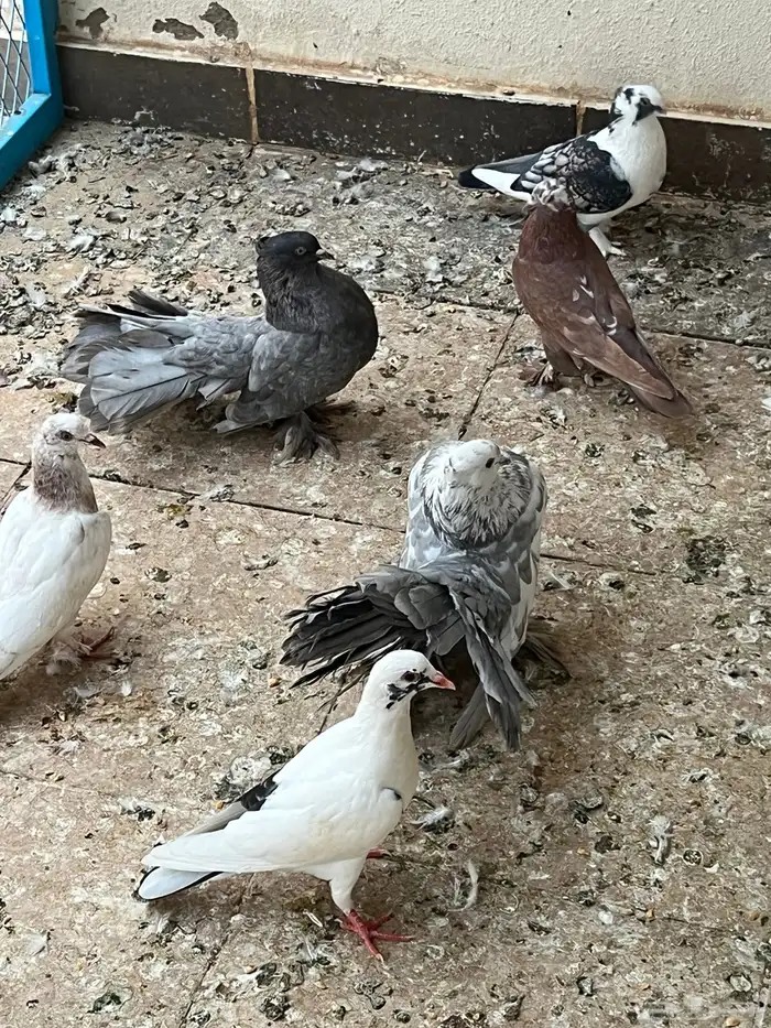 عشة حمام كامله للبيع 0