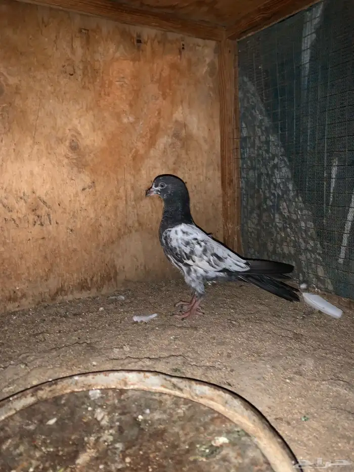 جوزين باكستاني تيدي فاخر 2