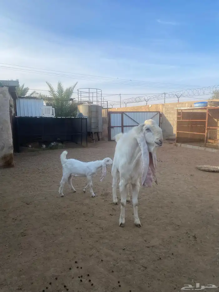 تيس فحل اللبيع 0