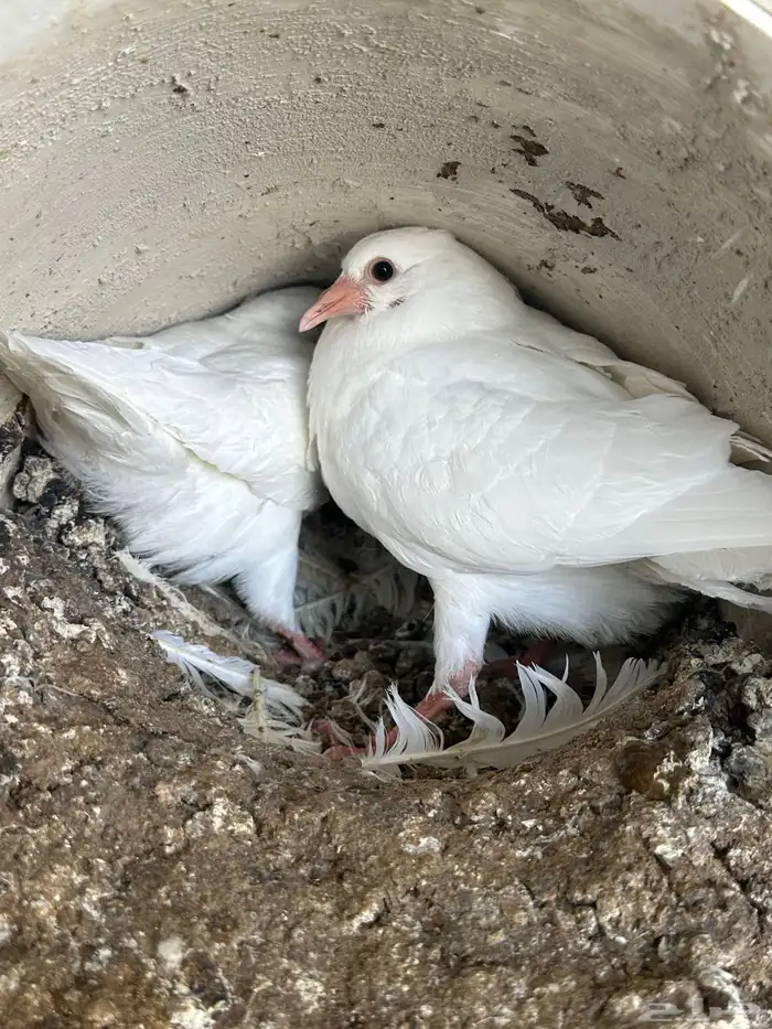 7 اجواز فراخة لاحم فرنسي ( تم البيع ) 4