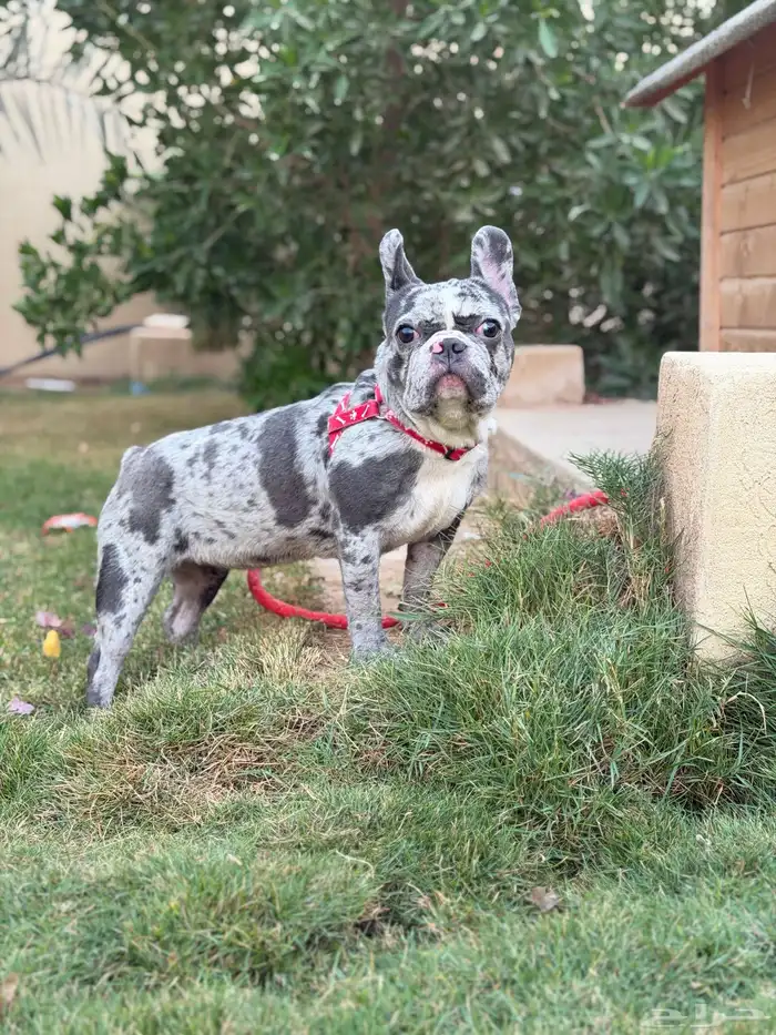 انثى فرنش بولدق ميرلي 7