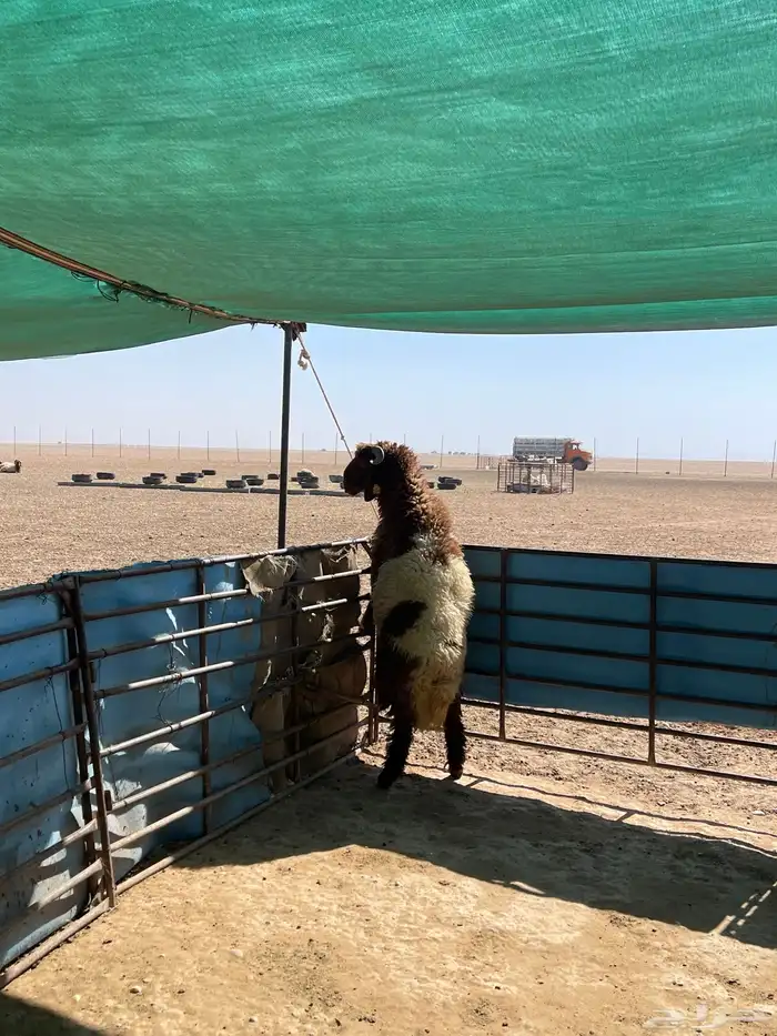 خاروف ذبيحه 5