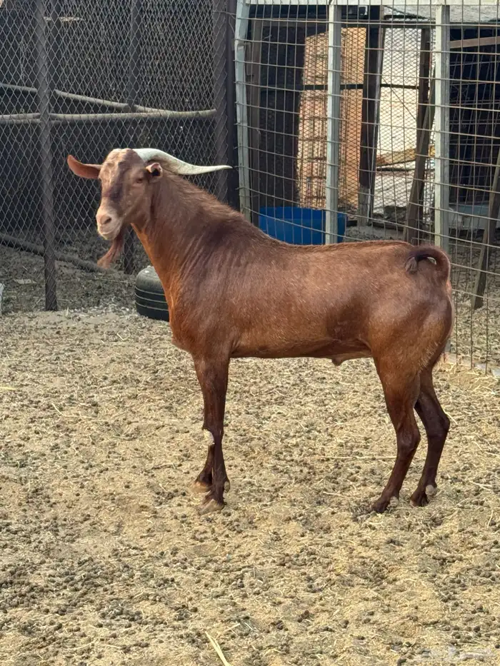 فحل محايلي ادهم 2