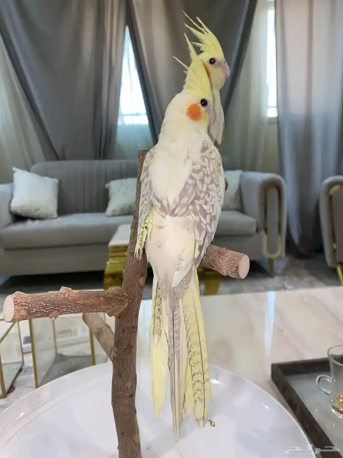 كروان اليف 3