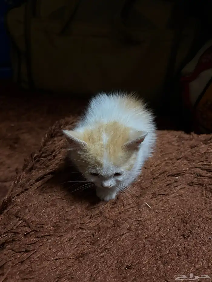 قطط للتبني 5