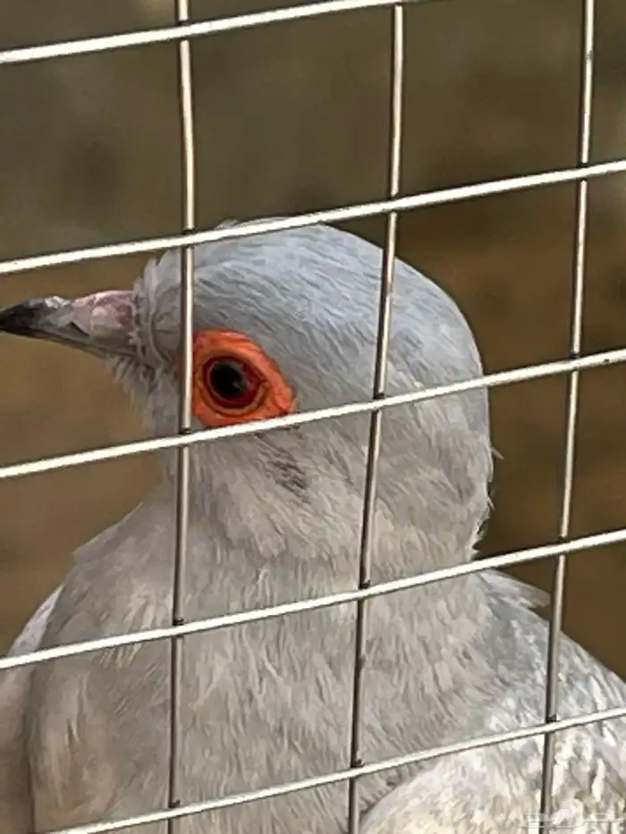 حمام يمام ماسي ملكي 13