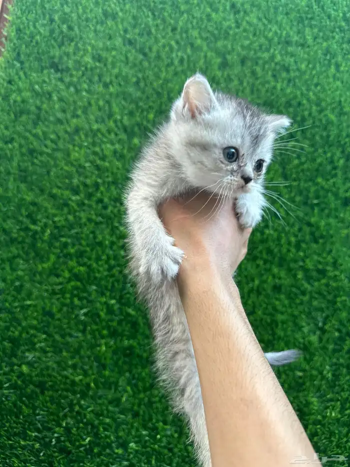 قطط سكوتش للبيع 2