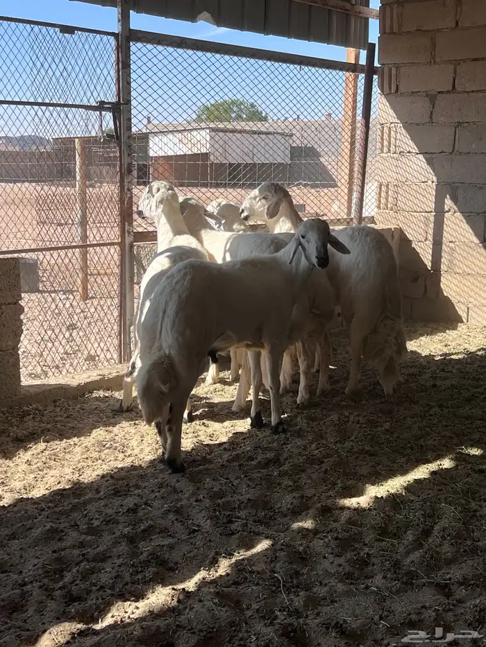 للبيع طليان جبره 2