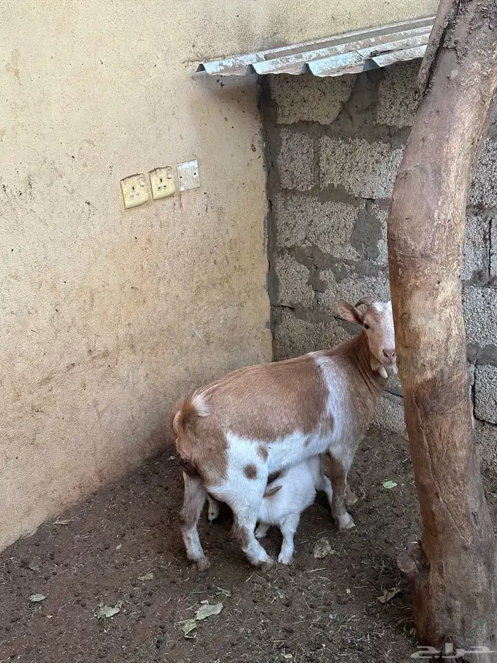 عنز قزميه ماكس معها اثنين صغار جفار 0