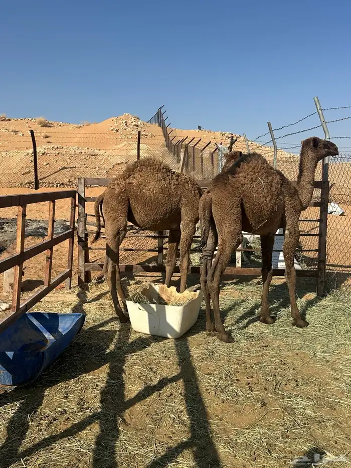 قعدان أعمارها 9 شهور 3