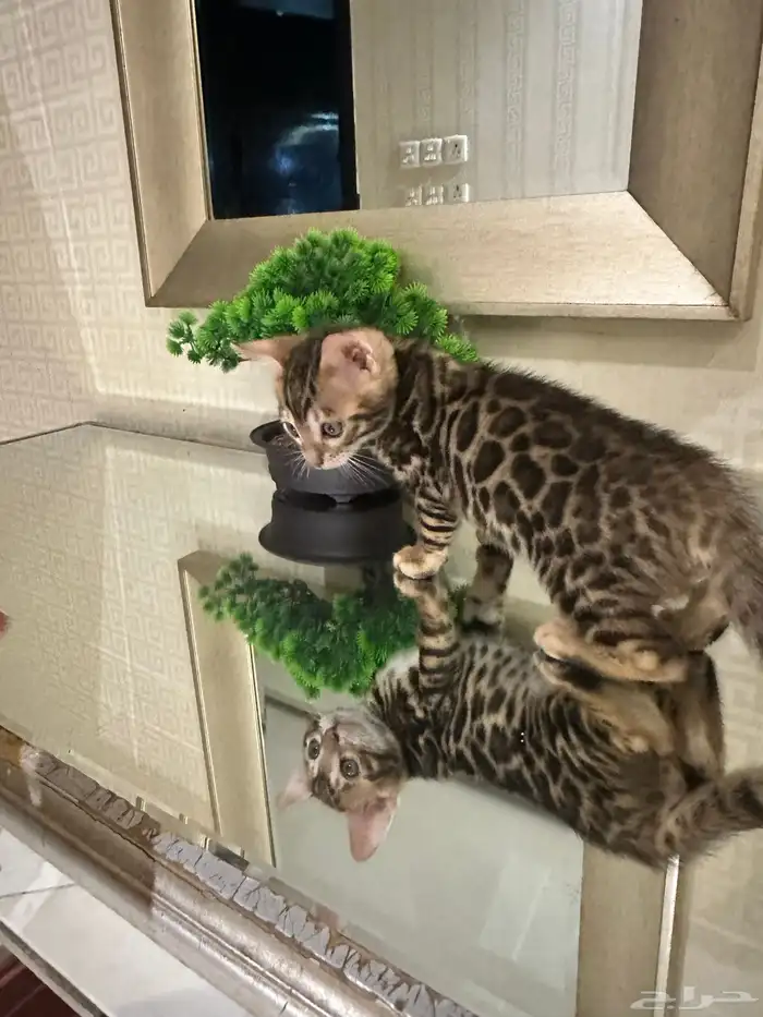 قطط بنغال للبيع 4
