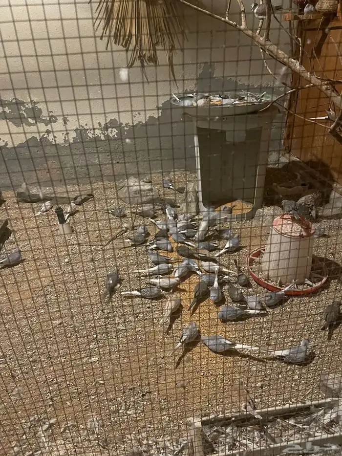 حمام يمام ماسي ملكي 9