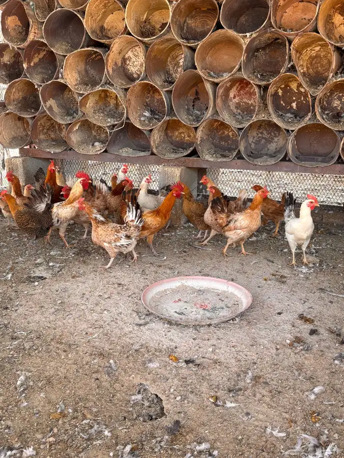 دجاج و بيض مخصب 1