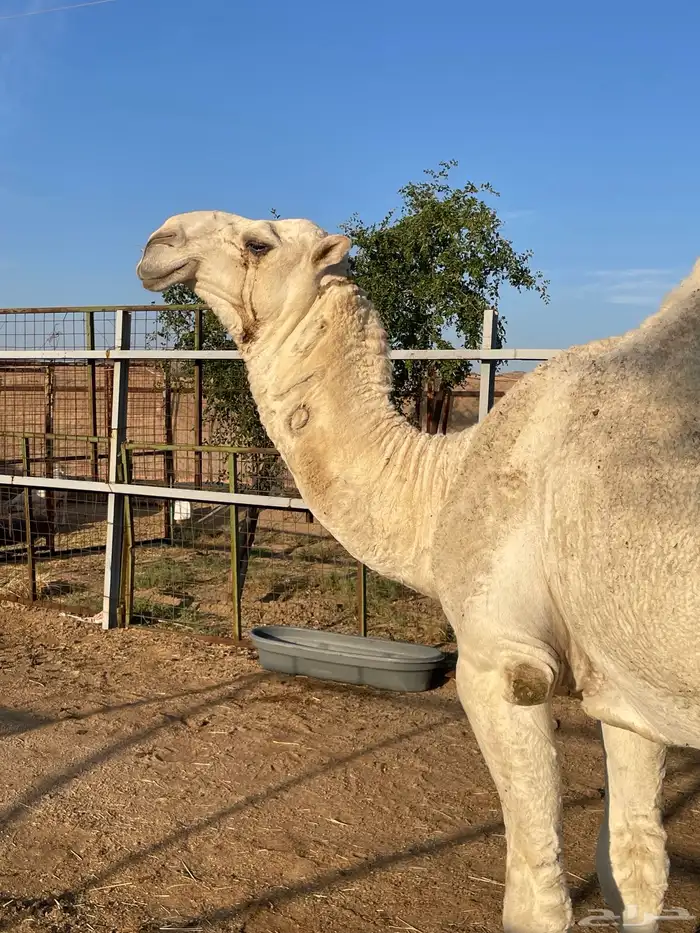 قعود اوضح عوني على بعير هزاع جزاء الرويس 5