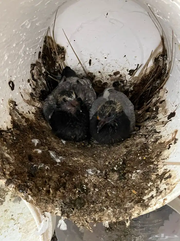 عشة حمام كامله للبيع 9