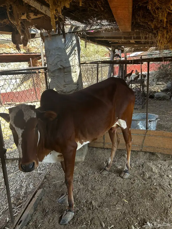 بقرة للبيع 2