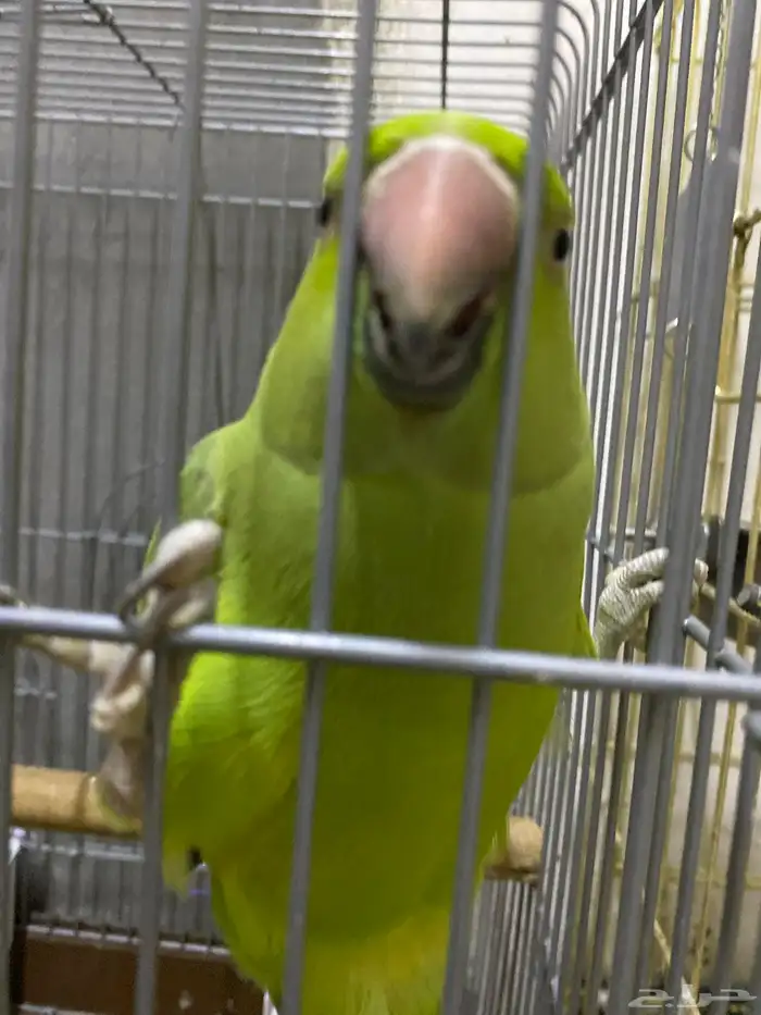 بغبغاء للبيع 0