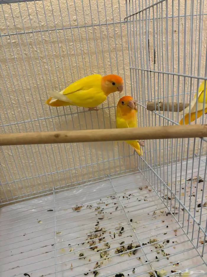 روز رد اوبلاين اورنج منتج 3