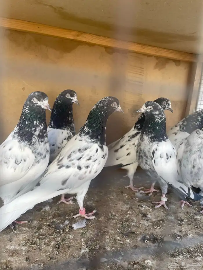 حمام باكستاني 8