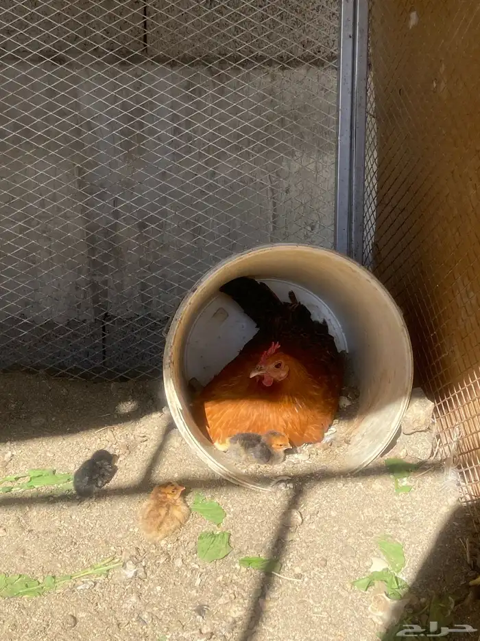 امهات فروخ وحده معها 8 وثانيه معها 4 وباقي بيض مافقس 2