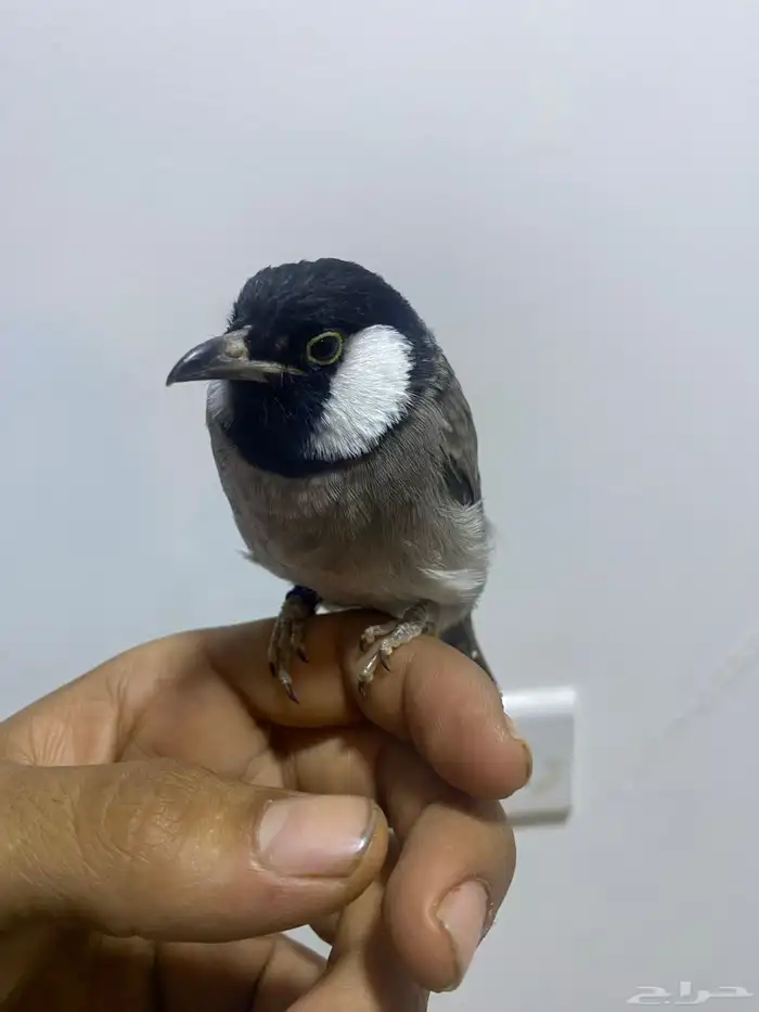 بلبول تغريد عصفور الحب ذكر روز انثي كروان 3 حبات 0