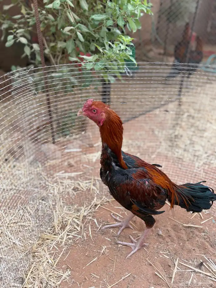 للبيع ديك باكستاني 4