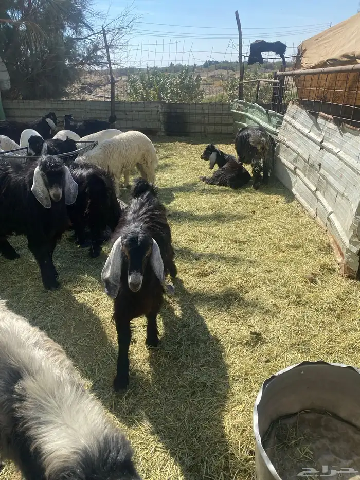 تيوس ذبايح 3