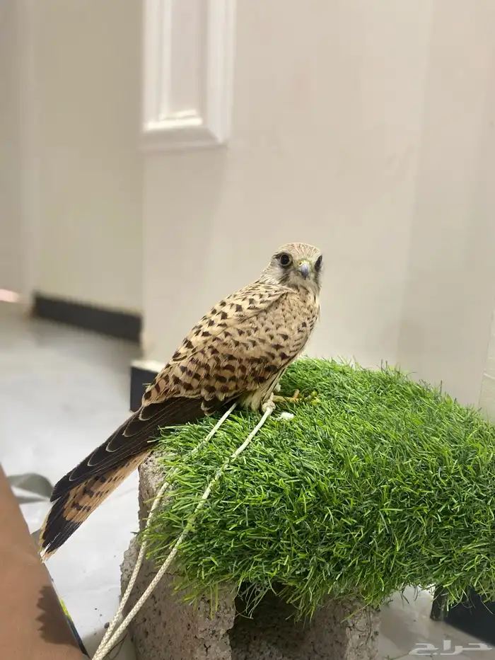 باشق فرخ العمر 4 شهور وحش 3