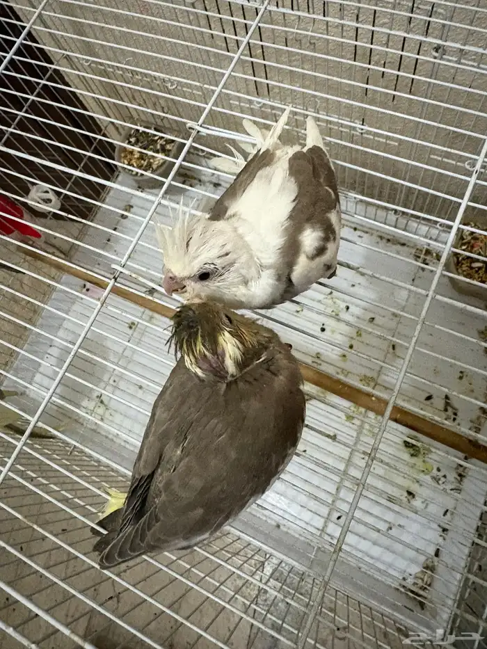 فرخين كروان عمرها شهرونص تقبل غر طفره والثاني هولندي 1