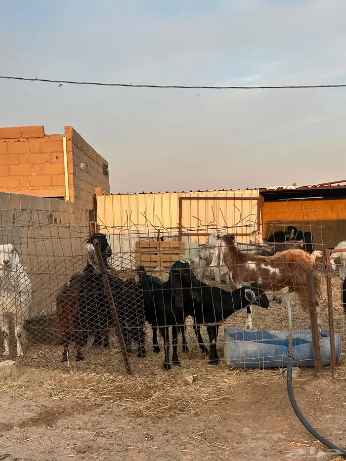 معزاء مضاريع للبيع 4