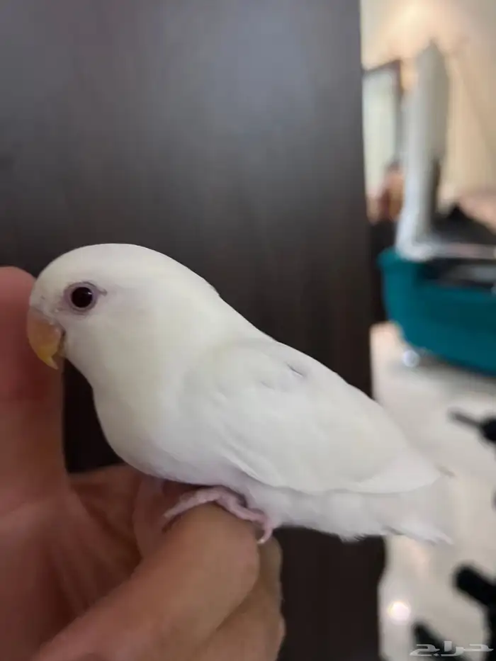 ببغاء روز اليف جدا مناسب للاطفال شرط صحه و نظافه 1