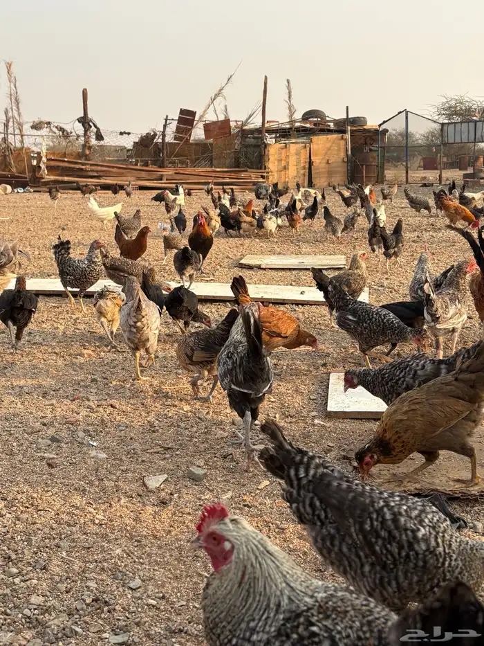 دجاج بلدي 6