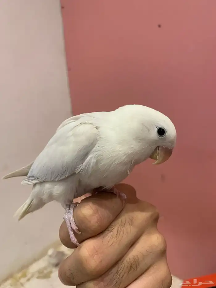 فروخ روز هدد 5