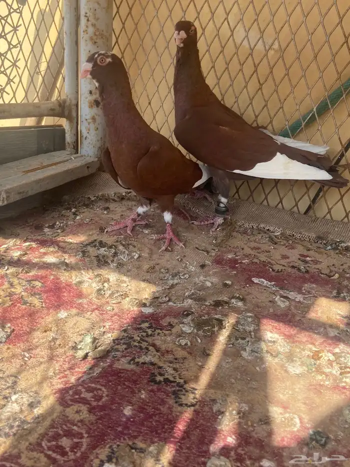 حمام مسويد حمر 2