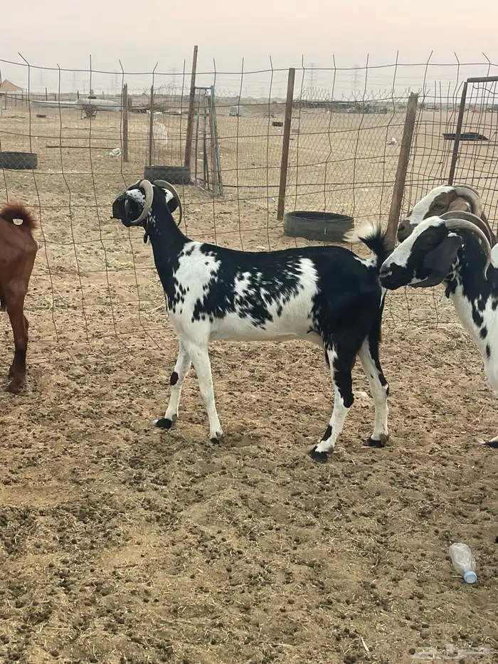 معزا جنوبيات دفيع مراح منوة القاني تبارك الرحمن تم البيع 3