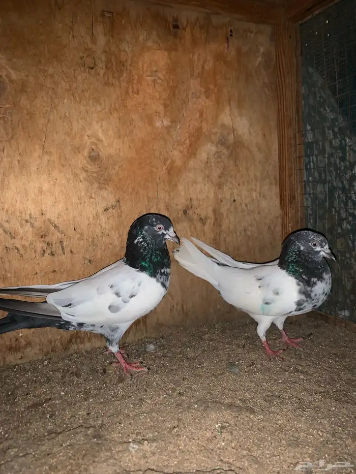 جوزين باكستاني تيدي فاخر 6